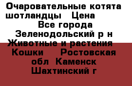 Очаровательные котята шотландцы › Цена ­ 2 000 - Все города, Зеленодольский р-н Животные и растения » Кошки   . Ростовская обл.,Каменск-Шахтинский г.